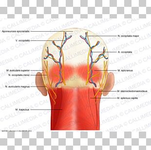 Shoulder Head And Neck Anatomy Human Anatomy PNG, Clipart, Abdomen ...