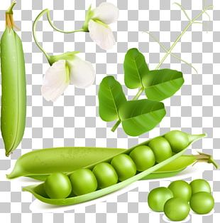 Pea Vegetable Illustration PNG