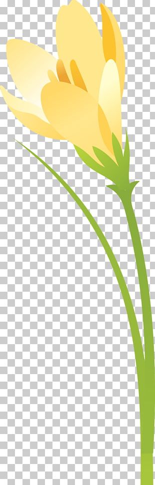 Petal Leaf Plant Stem Flowering Plant PNG