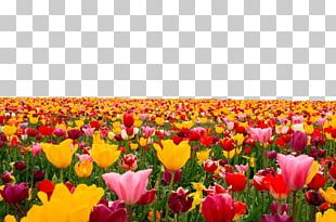 Tulip Computer File PNG