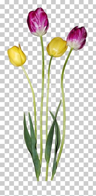 Tulip Margarita Flower Petal PNG