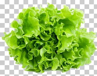 Iceberg Lettuce Png Images Iceberg Lettuce Clipart Free Download