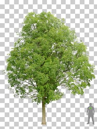 Maple Tree PNG Images, Maple Tree Clipart Free Download