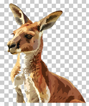 Kangaroo - Kangaroo Wildlife Illustration PNG