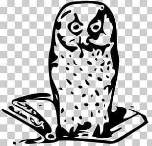 Wise Owls Png Images Wise Owls Clipart Free Download