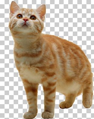 Bengal Cat British Shorthair Ragdoll Turkish Angora Kitten PNG, Clipart ...