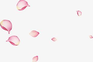 Pink Petals PNG Transparent Images Free Download