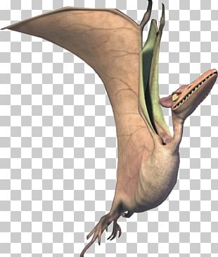 Pteranodon Standing Pose PNG Images & PSDs for Download