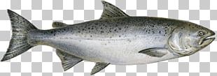 Chinook Salmon Pink Salmon Sockeye Salmon Chum Salmon PNG