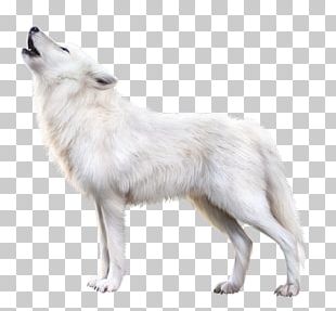 Arctic Wolf Png Stock Illustrations – 6 Arctic Wolf Png Stock