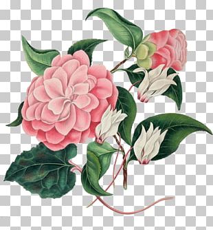 Rose Botany Botanical Illustration Flower Illustration PNG, Clipart ...