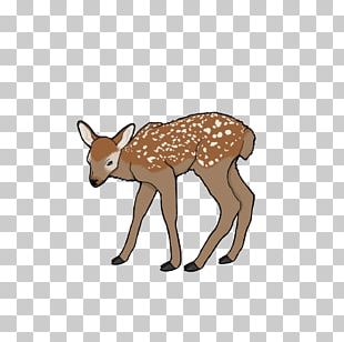 baby white tailed deer clipart