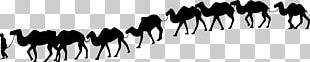 Camel Train Silhouette Desert PNG