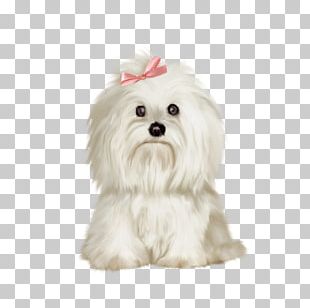 Dog White Maltese Bichon Bichon Frisé PNG, Clipart, Bichon, Bolognese ...