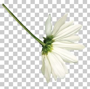 Common Daisy Petal Chamomile Daisy Family Cut Flowers PNG