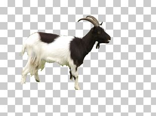 Black Bengal Goat Mountain Goat Sheep PNG, Clipart, Animal, Animals ...