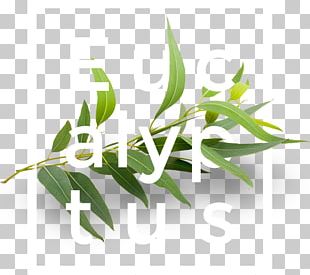 Eucalyptus Globulus Essential Oil Carrier Oil Aroma Compound PNG