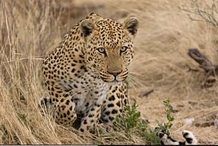 Leopard Felidae Jaguar Cheetah Ocelot PNG