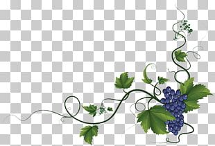 Common Grape Vine Wine PNG, Clipart, Border Frames, Branch, Brown ...