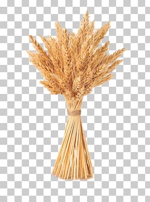 Wheat Cereal Barley PNG