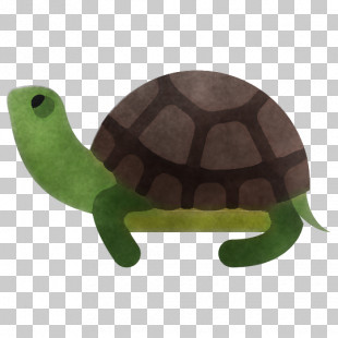 Box Turtle Reptile Sea Turtle Tortoise PNG, Clipart, Animal, Animals ...