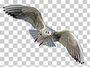 Gulls Seabird Goose Pelican PNG