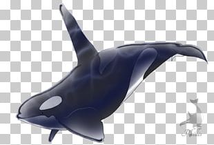 Killer Whale Common Bottlenose Dolphin Shark Marine Biology PNG