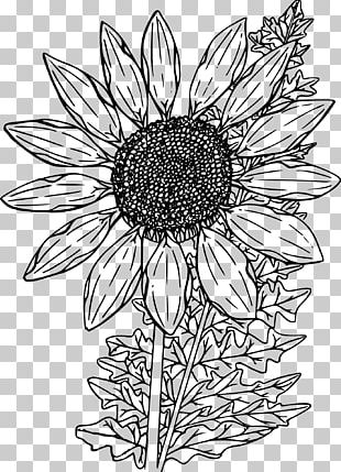 Coloring Book Drawing PNG, Clipart, Art, Artwork, Aztec, Black, Black ...