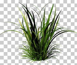 Grass Lawn Herbaceous Plant Twig Plant Stem PNG, Clipart, Advertising ...