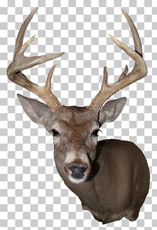 deer head png