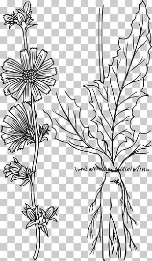 Twig Botanical Illustration Botany Plant Drawing PNG, Clipart, Art ...