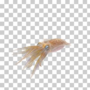 Squid PNG, Clipart, Artwork, Black, Black And White, Download, Dried ...