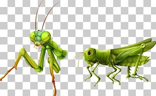 Insect Cricket PNG, Clipart, Art, Arthropod, Cartoon, Cricket, Download ...