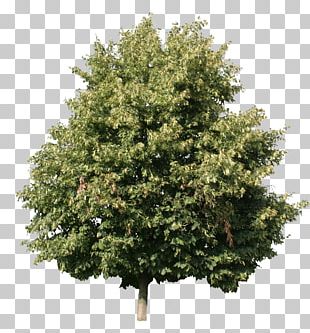 Plant Shrub Tree PNG, Clipart, Annual Plant, Branch, Flower, Flowering ...