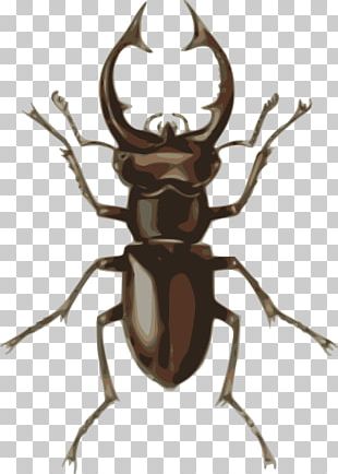 Stag Beetle Drawing PNG