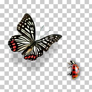 Butterfly Insect PNG
