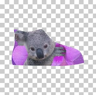 Koala Cougar Bear Cat Billabong Zoo PNG