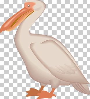 Pelican PNG, Clipart, Pelican Free PNG Download