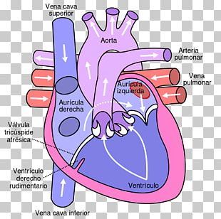 Pulmonary Vein Png Images Pulmonary Vein Clipart Free Download