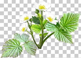 Common Daisy Flower Red Raspberry PNG