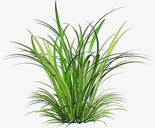 Fairy Tale Grass PNG