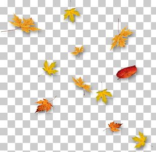 Leaf PNG