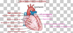 Coronary Circulation Coronary Arteries Heart Right Coronary Artery PNG