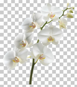 Orchid Flower - White Orchid Flower Branch PNG