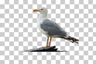 Great Black-backed Gull European Herring Gull Bird Gulls Portable Network Graphics PNG