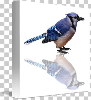 Blue Jay Clip Art, PNG, 804x626px, Blue Jay, American Robin, Animal Figure,  Area, Art Download Free