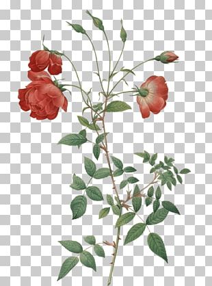 Garden Roses Cabbage Rose Printing Flower Rose Garden PNG, Clipart, Art ...