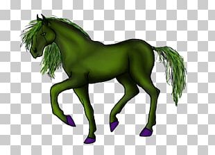 Mustang Foal Stallion Pony Colt PNG
