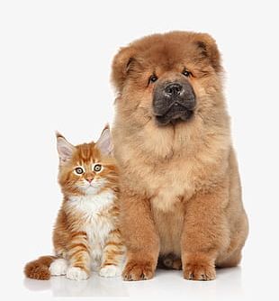 Pet Cat Dog PNG