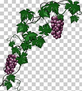 Vine Plant PNG, Clipart, Area, Border, Branch, Common Ivy, Flora Free ...